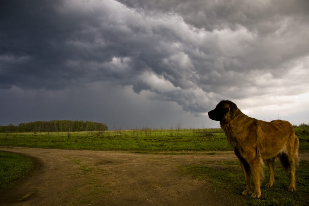 How To Calm A Dog During A Thunder Storm